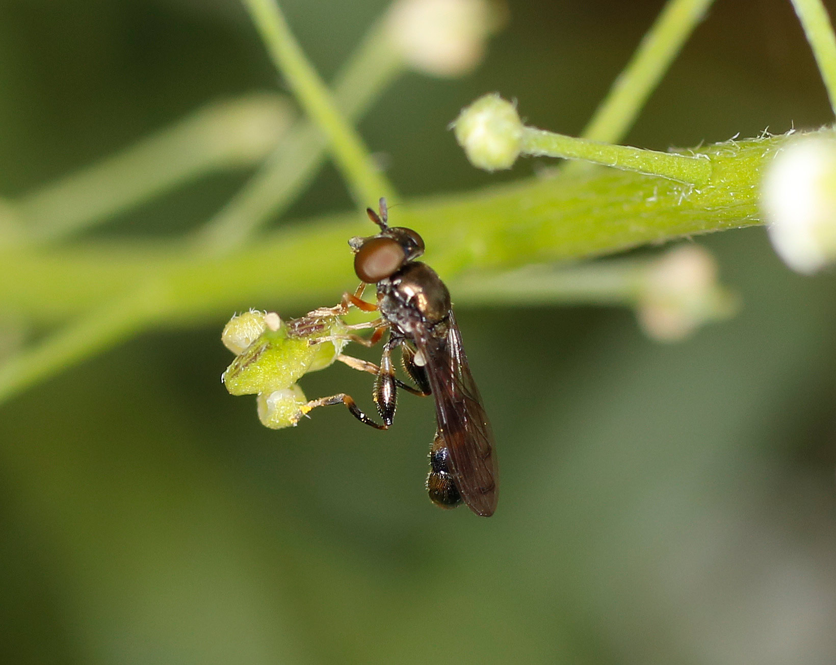 Syrphidae: Neoascia cfr interrupta